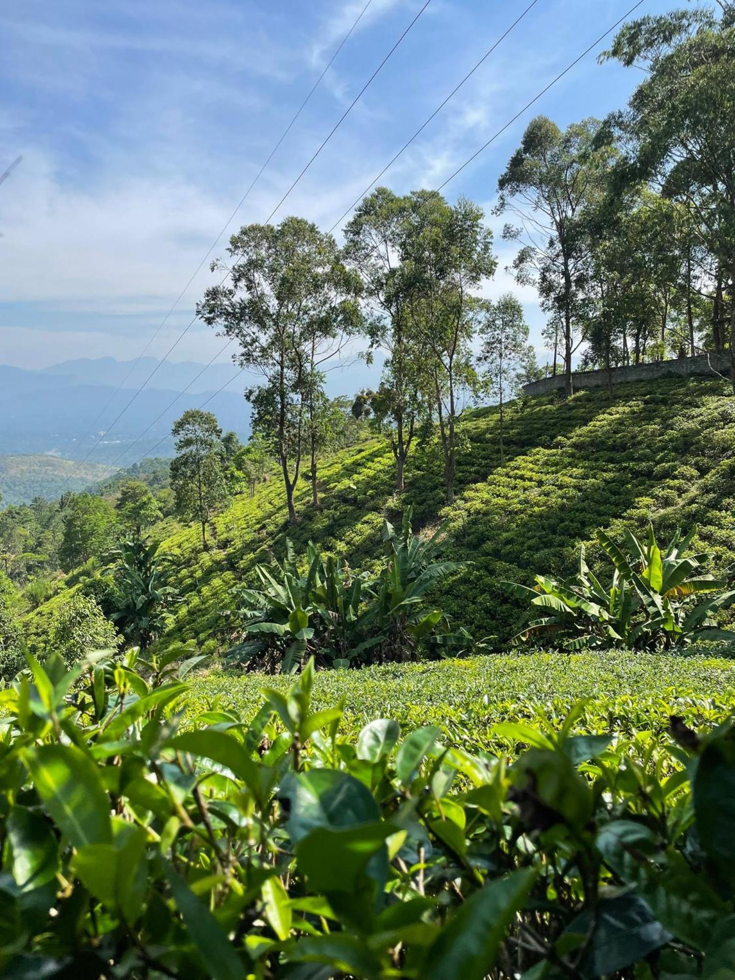 Bellwood Hills Resort & Spa Kandy Kültér fotó